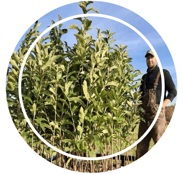 A man standing in front of a bush with no leaves.