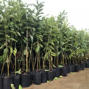 A row of trees in black pots on the ground.