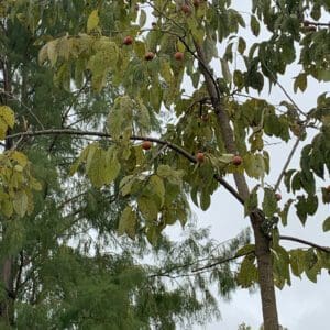 A tree with green leaves on it's branches.