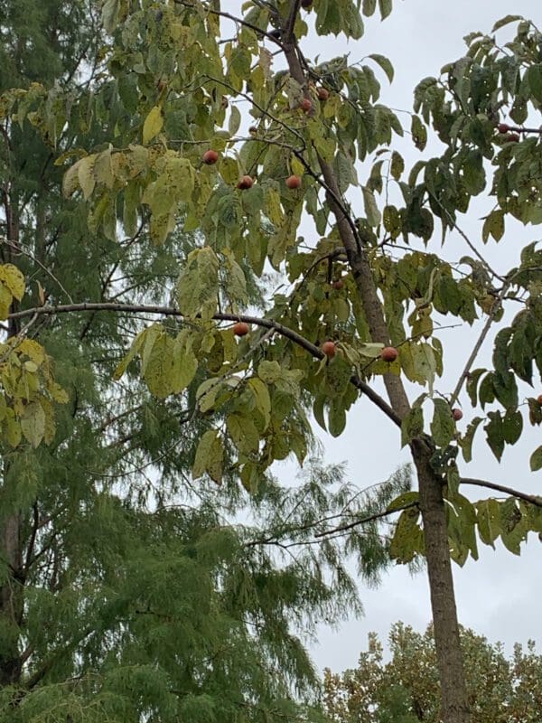 A tree with green leaves on it's branches.