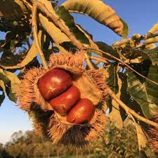 A close up of some fruit on a tree