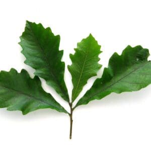 A close up of some leaves on a white background