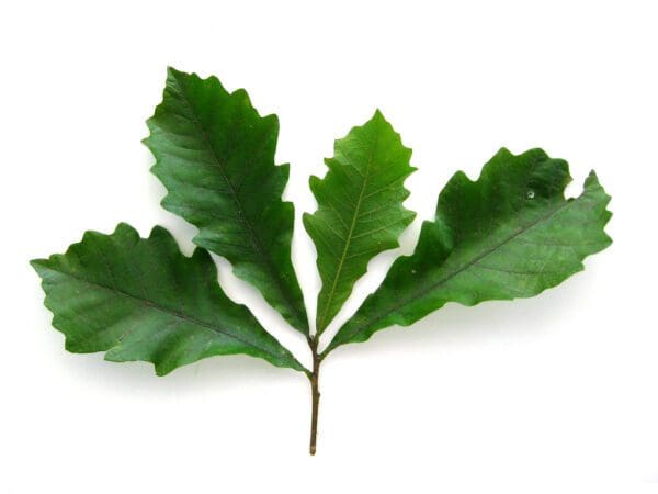 A close up of leaves on a white background
