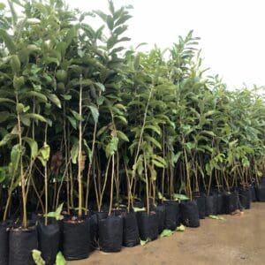 A row of trees in black pots on the ground.