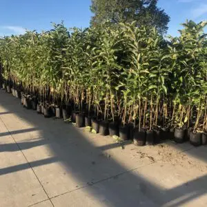 A row of trees that are in the ground.