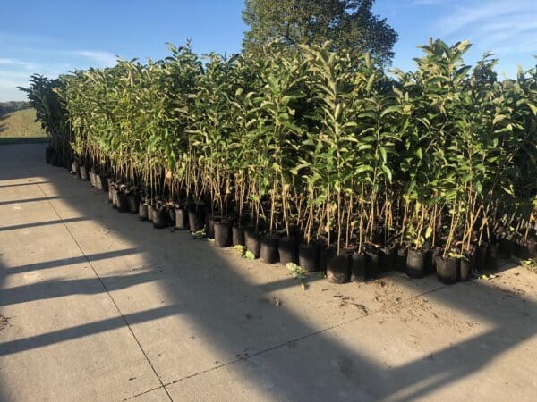 A row of trees that are in the ground.