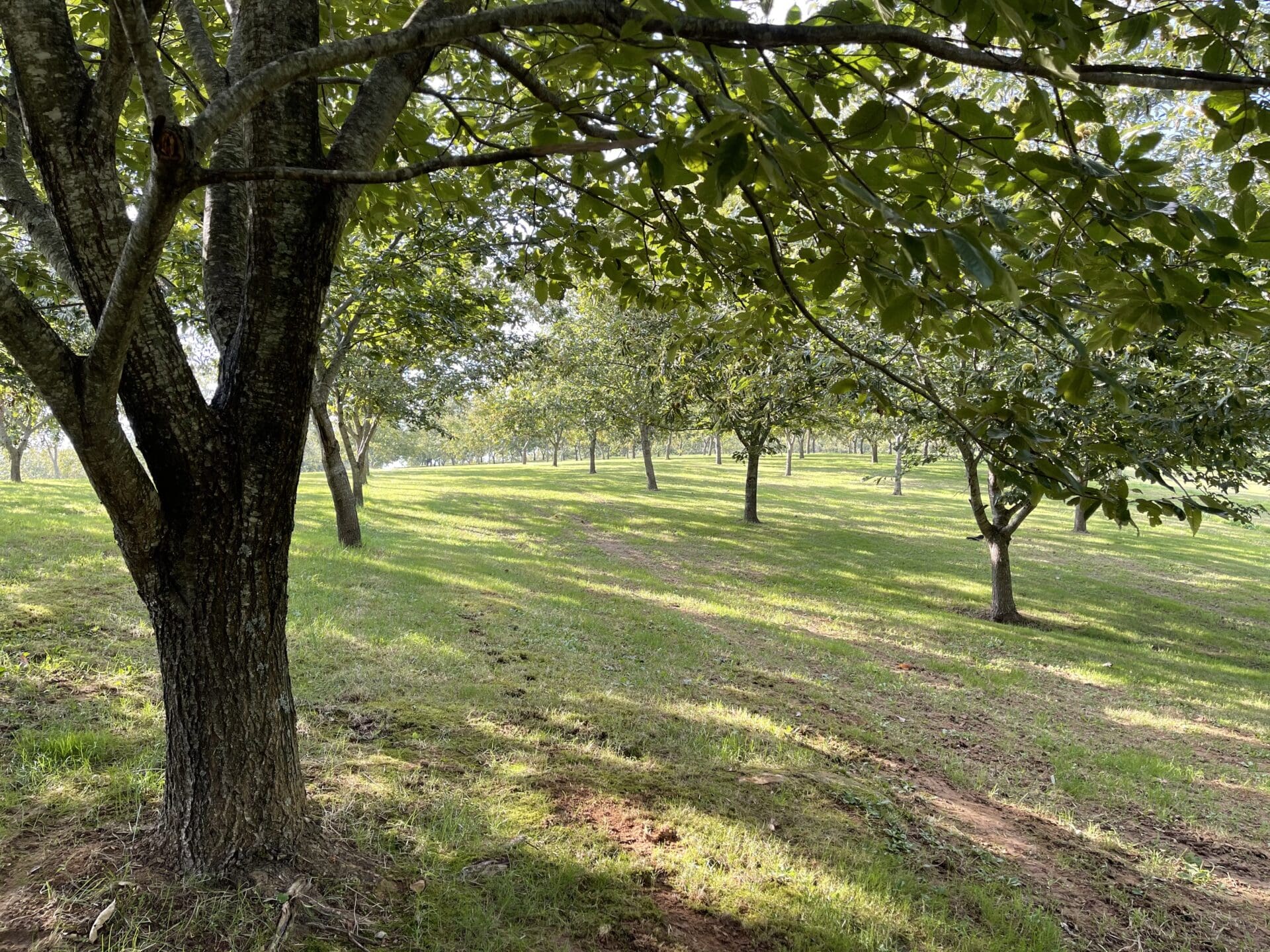 A tree in the middle of a field with green grass.