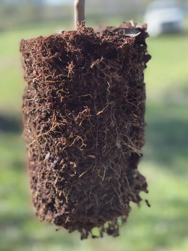 A close up of the top of a pole with grass