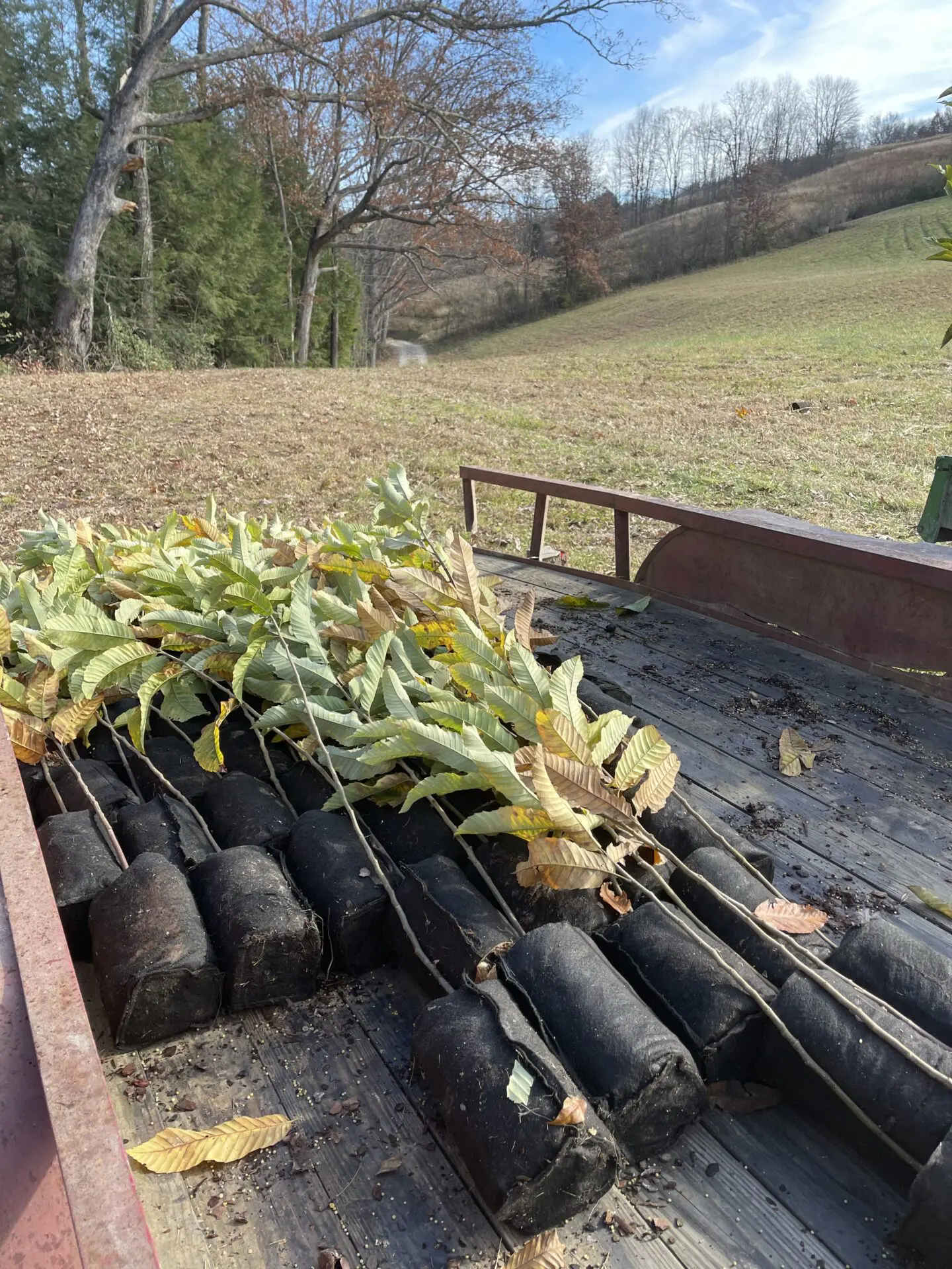 A pile of leaves sitting on top of a wooden box.