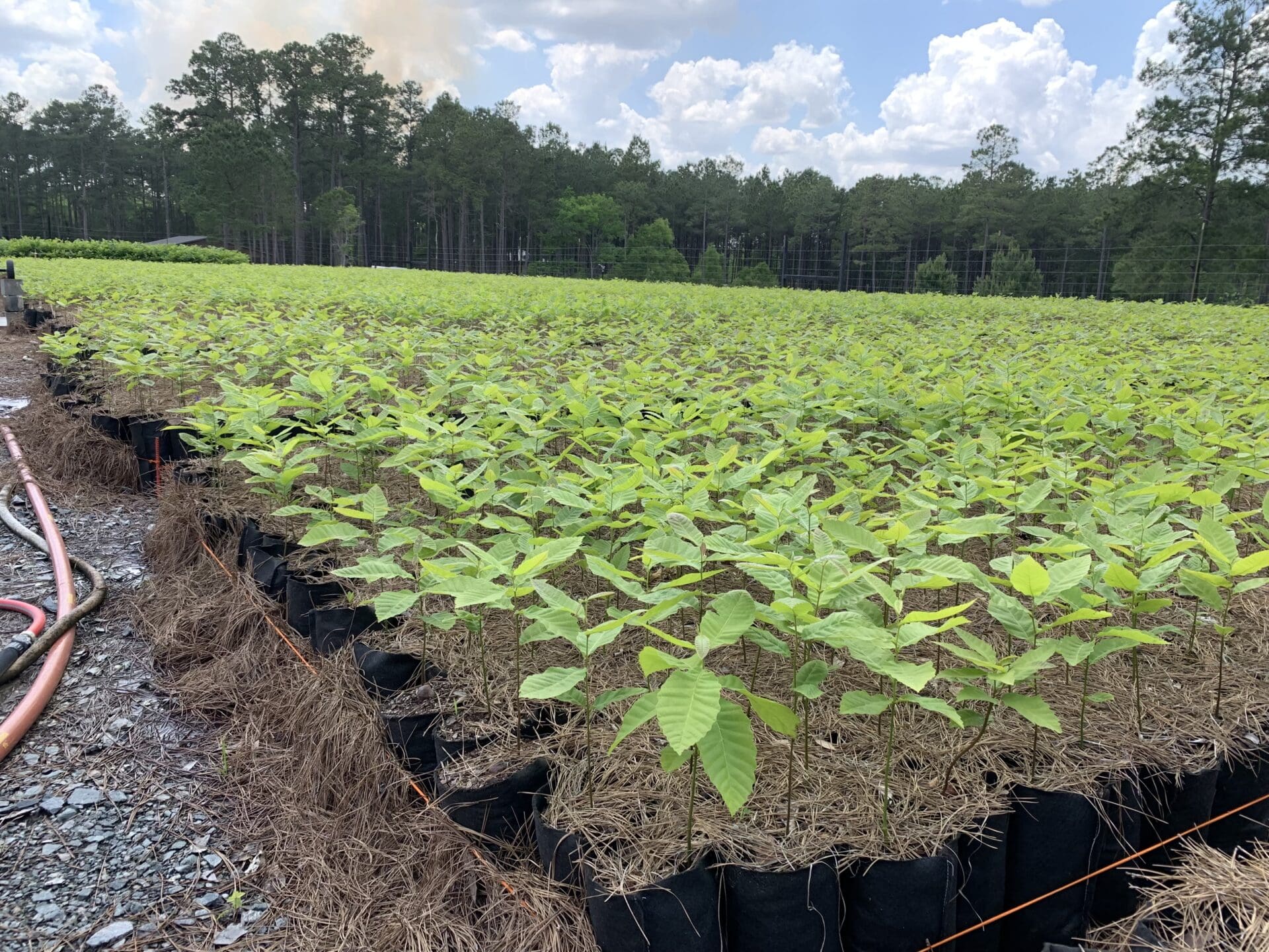 A field with many plants growing in it