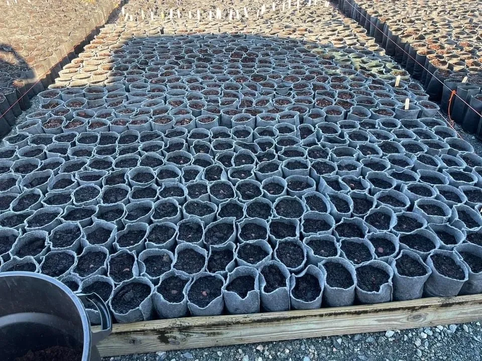 A wooden crate filled with lots of small plants.