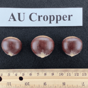 Three conkers are shown next to a ruler.
