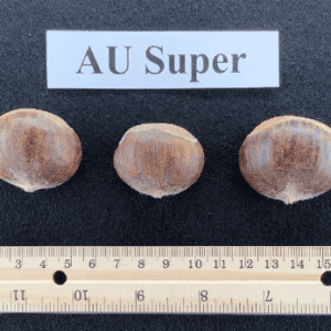 Three brown mushrooms are shown next to a ruler.