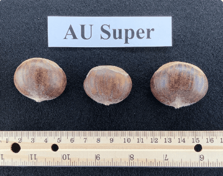 Three brown mushrooms are shown next to a ruler.