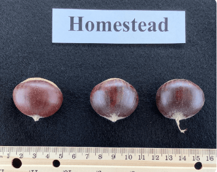 Three conkers are shown next to a ruler.