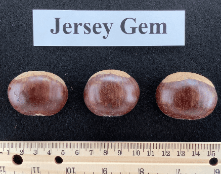 A group of three brown stones sitting next to each other.