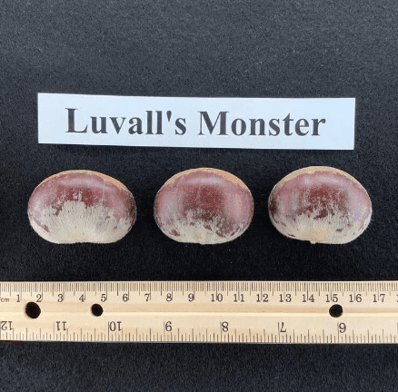 A ruler and some small stones with the words luvall 's monster on it.