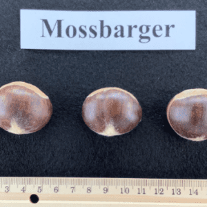 A close up of three mushrooms with a ruler