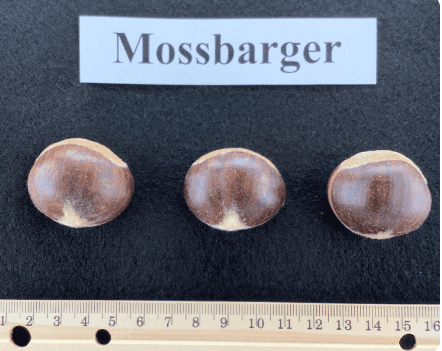 A close up of three mushrooms with a ruler